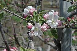 Akane Apple (Malus 'Akane') at A Very Successful Garden Center