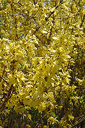 Spring Glory Forsythia (Forsythia x intermedia 'Spring Glory') at Lakeshore Garden Centres