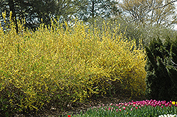 Spring Glory Forsythia (Forsythia x intermedia 'Spring Glory') at Lakeshore Garden Centres