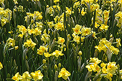 Scarlet Gem Daffodil (Narcissus 'Scarlet Gem') at A Very Successful Garden Center
