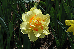 Tahiti Daffodil (Narcissus 'Tahiti') at A Very Successful Garden Center
