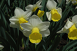 Bravoure Daffodil (Narcissus 'Bravoure') at A Very Successful Garden Center
