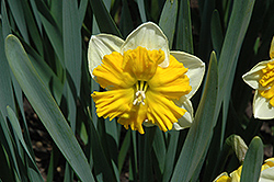 Orangery Daffodil (Narcissus 'Orangery') at A Very Successful Garden Center