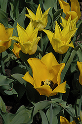 Ballade Gold Tulip (Tulipa 'Ballade Gold') at A Very Successful Garden Center