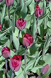 Purple Lady Tulip (Tulipa 'Purple Lady') at A Very Successful Garden Center