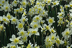 Curly Lace Daffodil (Narcissus 'Curly Lace') at A Very Successful Garden Center