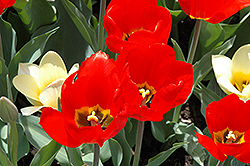 Big Red Tulip (Tulipa 'Big Red') at A Very Successful Garden Center