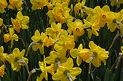 Mary Bohannon Daffodil (Narcissus 'Mary Bohannon') at A Very Successful Garden Center