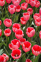 Pink Impression Tulip (Tulipa 'Pink Impression') at Stonegate Gardens