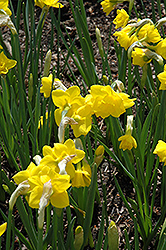 Quail Daffodil (Narcissus 'Quail') at A Very Successful Garden Center