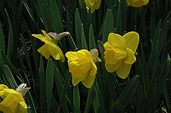 Peaches And Cream Daffodil (Narcissus 'Peaches And Cream') at A Very Successful Garden Center