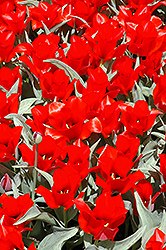 Casa Grande Tulip (Tulipa 'Casa Grande') at A Very Successful Garden Center