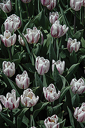 Zurel Tulip (Tulipa 'Zurel') at A Very Successful Garden Center