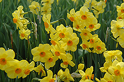 Martinette Daffodil (Narcissus 'Martinette') at Lakeshore Garden Centres