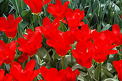 Red Cubed Tulip (Tulipa 'Red Cubed') at A Very Successful Garden Center