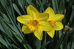 Carlton Daffodil (Narcissus 'Carlton') at A Very Successful Garden Center