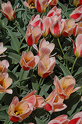 Donna Bella Tulip (Tulipa 'Donna Bella') at Stonegate Gardens