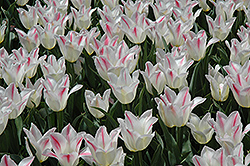 Holland Chic Tulip (Tulipa 'Holland Chic') at A Very Successful Garden Center