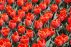 Hermitage Tulip (Tulipa 'Hermitage') at Lakeshore Garden Centres