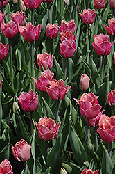 Louvre Tulip (Tulipa 'Louvre') at A Very Successful Garden Center