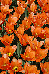 Orange Emperor Tulip (Tulipa 'Orange Emperor') at A Very Successful Garden Center