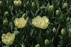 Creme Upstar Tulip (Tulipa 'Creme Upstar') at A Very Successful Garden Center