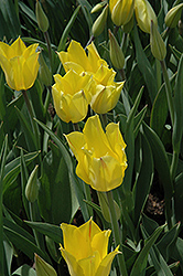 Hocus Pocus Tulip (Tulipa 'Hocus Pocus') at A Very Successful Garden Center