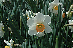 Fragrant Rose Daffodil (Narcissus 'Fragrant Rose') at A Very Successful Garden Center