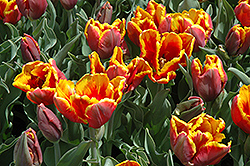 Bright Parrot Tulip (Tulipa 'Bright Parrot') at Stonegate Gardens