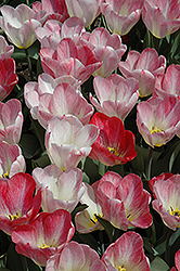 Albert Heijn Tulip (Tulipa 'Albert Heijn') at A Very Successful Garden Center
