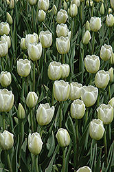 Clearwater Tulip (Tulipa 'Clearwater') at A Very Successful Garden Center