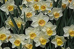 Salome Daffodil (Narcissus 'Salome') at A Very Successful Garden Center