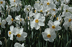 Pheasant's Eye Daffodil (Narcissus poeticus 'var. recurvus') at A Very Successful Garden Center