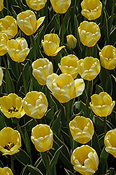 Garant Tulip (Tulipa 'Garant') at A Very Successful Garden Center