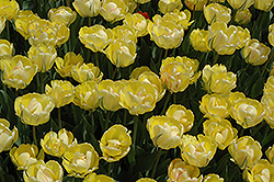 Akebono Tulip (Tulipa 'Akebono') at A Very Successful Garden Center