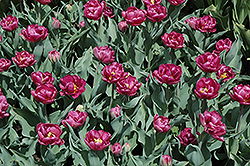 Lilac Perfection Tulip (Tulipa 'Lilac Perfection') at A Very Successful Garden Center