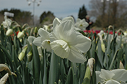 Stainless Daffodil (Narcissus 'Stainless') at Lakeshore Garden Centres