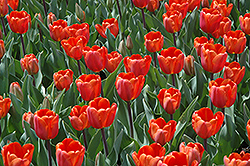 Furore Tulip (Tulipa 'Furore') at A Very Successful Garden Center
