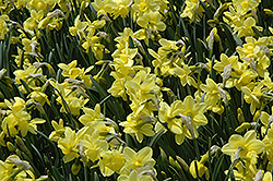 Stint Daffodil (Narcissus 'Stint') at A Very Successful Garden Center