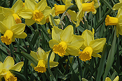Larkwhistle Daffodil (Narcissus 'Larkwhistle') at A Very Successful Garden Center
