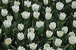 Silver Dollar Tulip (Tulipa 'Silver Dollar') at Stonegate Gardens