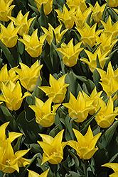 Pretty In Yellow Tulip (Tulipa 'Pretty In Yellow') at Lakeshore Garden Centres