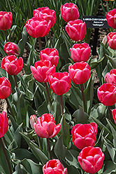 Carola Tulip (Tulipa 'Carola') at Stonegate Gardens