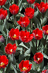 Arma Tulip (Tulipa 'Arma') at Stonegate Gardens