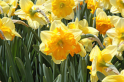 Mondragon Daffodil (Narcissus 'Mondragon') at A Very Successful Garden Center