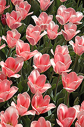 Apricot Emperor Tulip (Tulipa 'Apricot Emperor') at A Very Successful Garden Center