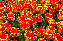 Banja Luka Tulip (Tulipa 'Banja Luka') at A Very Successful Garden Center