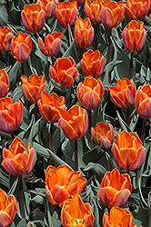 Princess Irene Tulip (Tulipa 'Princess Irene') at A Very Successful Garden Center