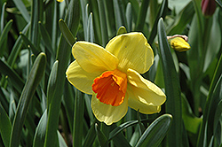 Ambergate Daffodil (Narcissus 'Ambergate') at A Very Successful Garden Center