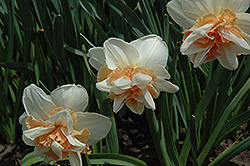 Delnashaugh Daffodil (Narcissus 'Delnashaugh') at A Very Successful Garden Center